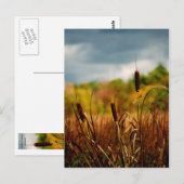 Cattails Postkarte (Vorne/Hinten)