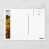 Cattails Postkarte (Rückseite)