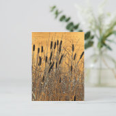 Cattails Postkarte (Stehend Vorderseite)