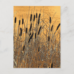 Cattails Postkarte