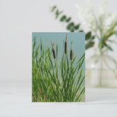 Cattails Postkarte (Stehend Vorderseite)