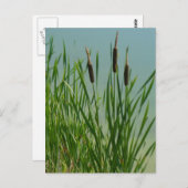 Cattails Postkarte (Vorne/Hinten)