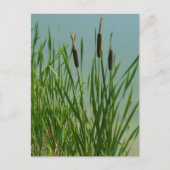 Cattails Postkarte (Vorderseite)