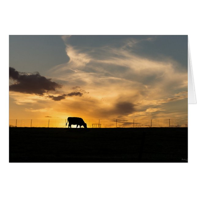 Cattle Sunset Silhouette (Vorderseite (Horizontal))