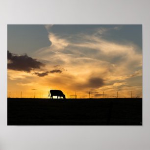 Cattle Sunset Silhouette Poster