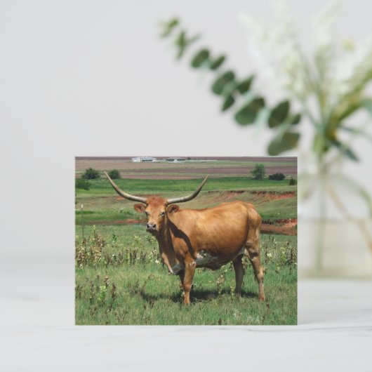 CattlecarD Postkarte (Stehend Vorderseite)