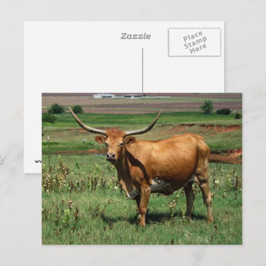 CattlecarD Postkarte (Vorne/Hinten)