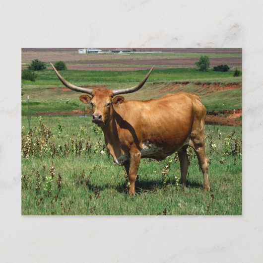 CattlecarD Postkarte (Vorderseite)