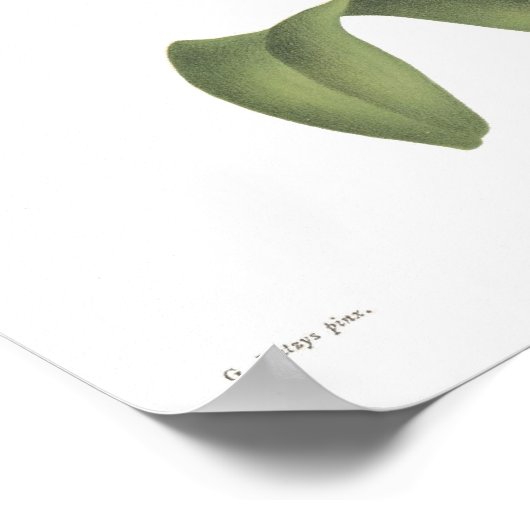 Cattleta trianae poster (Ecke)