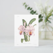Cattleta trianae var exornata postkarte (Stehend Vorderseite)