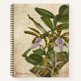 Cattleya Aclandiae Orchid Notebook - Chic Notizblock