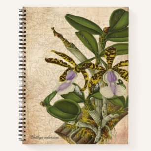 Cattleya Aclandiae Orchideen-Notizbuch - Chic Notizblock