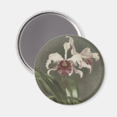 Cattleya Arnoldiana Orchid Magnet (Vorderseite/Rückseite)