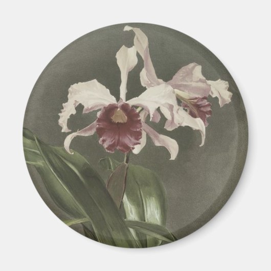 Cattleya Arnoldiana Orchid Magnet (Vorne)