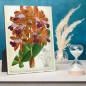 Cattleya Guttata Leopoldii Vintag Lindenia Orchid Fotoplatte (Seite)