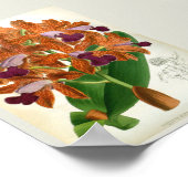 Cattleya Guttata Leopoldii Vintag Lindenia Orchid Poster (Ecke)