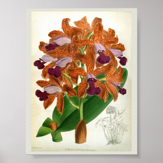 Cattleya Guttata Leopoldii Vintag Lindenia Orchid Poster (Vorne)