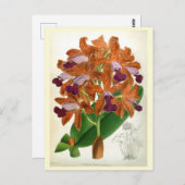 Cattleya Guttata Leopoldii Vintag Lindenia Orchid Postkarte (Vorne/Hinten)