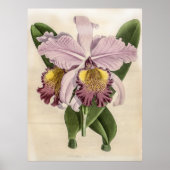 Cattleya Hardyana Orchid Poster (Vorne)