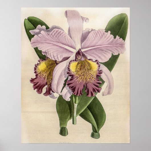 Cattleya Hardyana Orchidee Poster (Vorne)