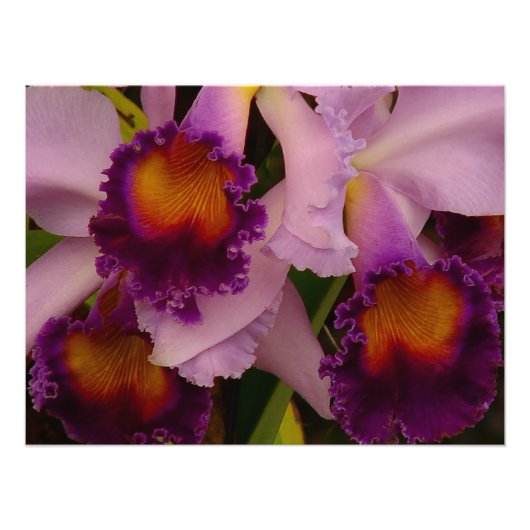 Cattleya Hybrid Orchid Gerahmt Print Fotodruck (Vorne)
