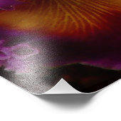 Cattleya Hybrid Orchid Gerahmt Print Fotodruck (Ecke)