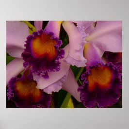 Cattleya Hybrid Orchid Poster
