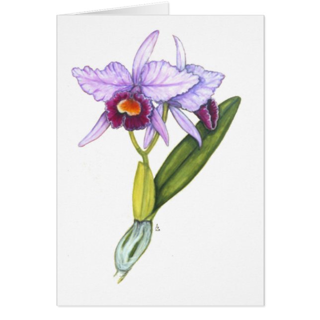 Cattleya labiata (Vorne)