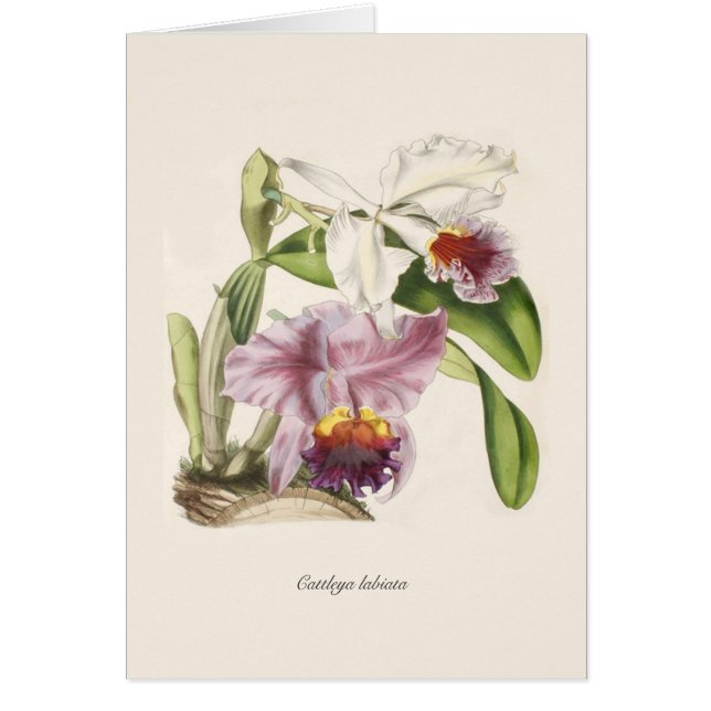Cattleya labiata (Vorne)