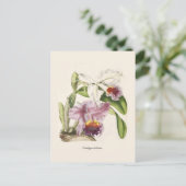 Cattleya labiata postkarte (Stehend Vorderseite)