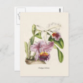 Cattleya labiata postkarte (Vorne/Hinten)