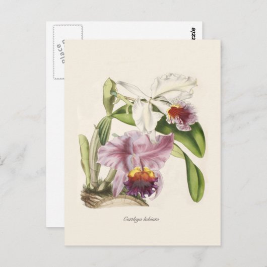 Cattleya labiata postkarte (Vorne/Hinten)