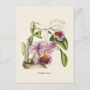Cattleya labiata postkarte