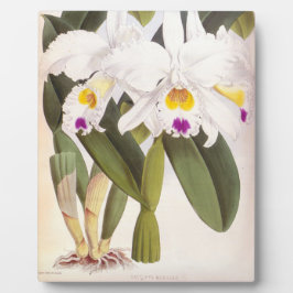 Cattleya Morgane Vintag Lindenia Orchid Fotoplatte