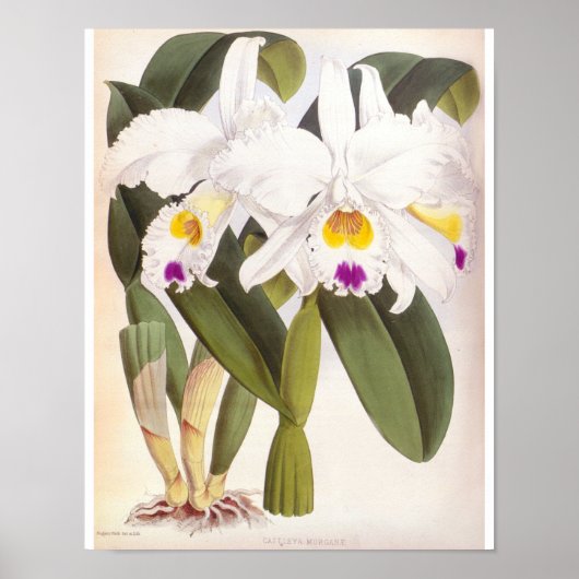 Cattleya Morgane Vintag Lindenia Orchid Poster (Vorne)