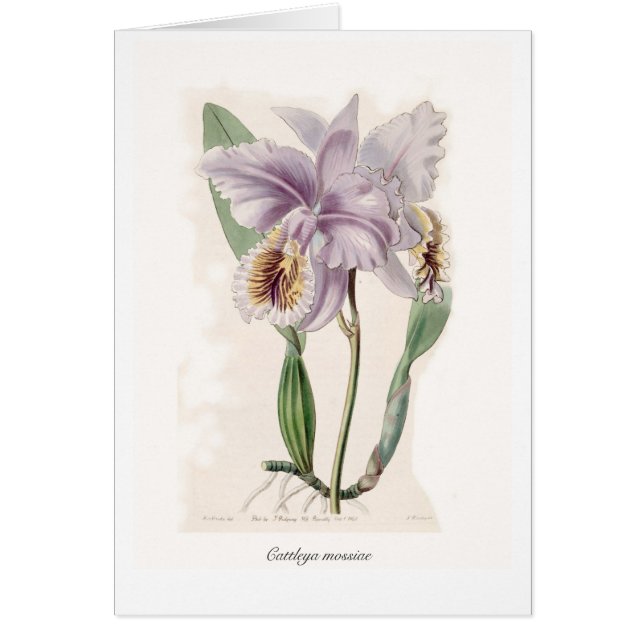 Cattleya mossiae (Vorne)