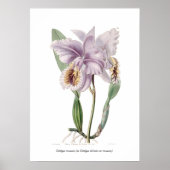 Cattleya mossiae poster (Vorne)