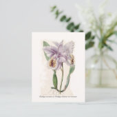 Cattleya mossiae postkarte (Stehend Vorderseite)