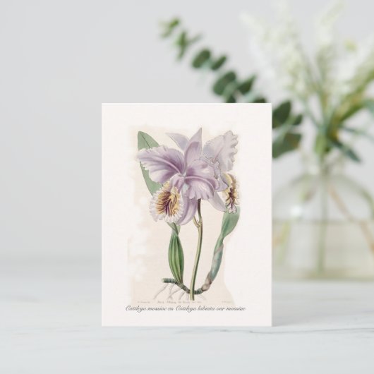Cattleya mossiae postkarte (Stehend Vorderseite)