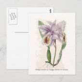 Cattleya mossiae postkarte (Vorne/Hinten)