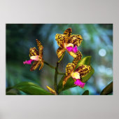 Cattleya Orchid Art Poster -60x40 - oder kleiner (Vorne)