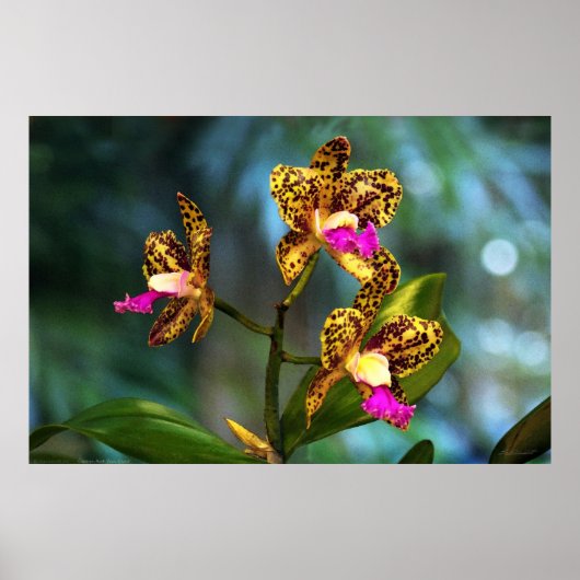 Cattleya Orchid Art Poster -60x40 - oder kleiner (Vorne)