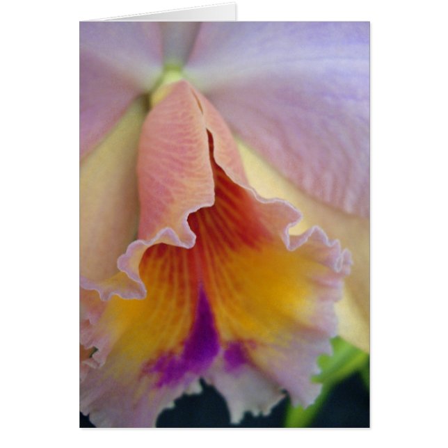 Cattleya Orchid Card (Vorne)