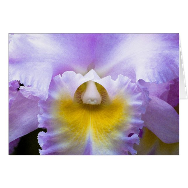 Cattleya Orchid Card (Vorderseite (Horizontal))