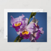 Cattleya-Orchid-Hybrid mit Pazifik Postkarte (Vorne/Hinten)