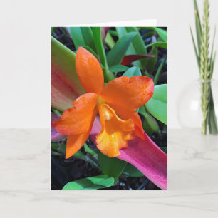 Cattleya Orchid Karte