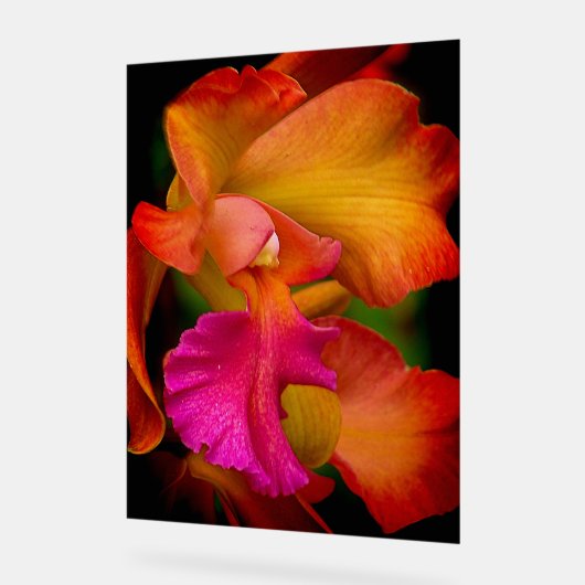 Cattleya Orchid Portrait Acrylschild (Winkel)