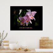 Cattleya Orchid Poster (Küche)