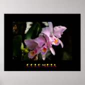 Cattleya Orchid Poster (Vorne)