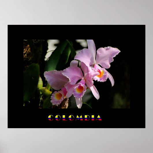 Cattleya Orchid Poster (Vorne)